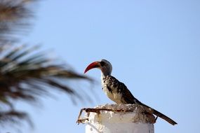 exotic bird with a large beak on the tower