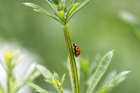 ladybird on green plant
