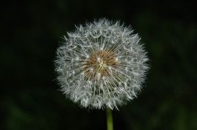 round fluffy dandelion