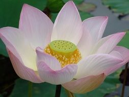 beautiful lotus flower