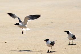 three seagulls on the beach on a sunny day