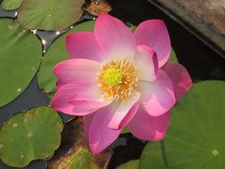 Pink lotus flower on green leaves in a pond