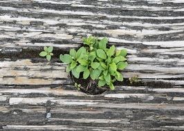 green plant on a tree bark