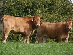 brown cows in a pasture on a farm