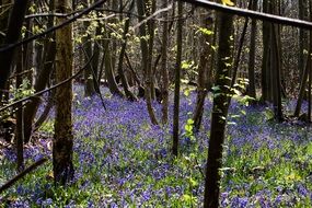 many blue flowers in blake's wood
