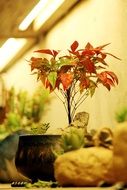 picture of the bonsai potted plant