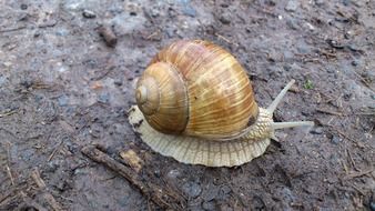 brown snail on the ground