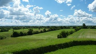 trees among green fields