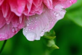 Peony in drops of water