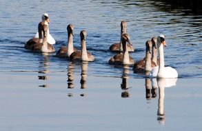Cygnets on the water