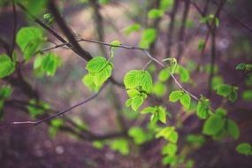 young little green leaves in spring time