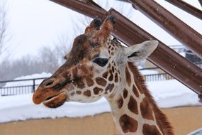 giraffe head close up, winter background