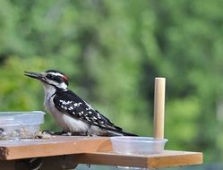 Close-up of the beautiful and colorful woodpecker sitting on the feeder at blurred background with green plants