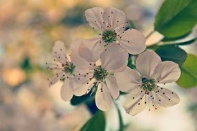 beautiful white flowers