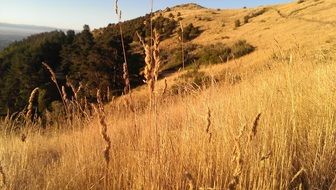 panorama of golden grass on the hill