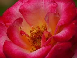 Summer red rose close-up