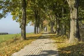 landscape of path between trees at autumn