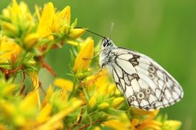 white butterfly on yellow flower