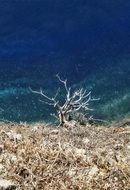 tree on the shores of the atlantic ocean