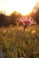 flower in the rays of a sunset close-up