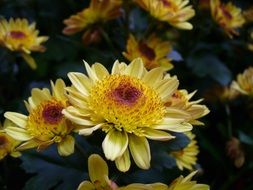 chrysanthemum mum morifolium