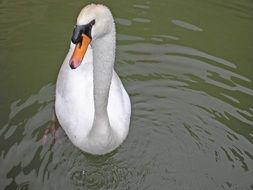 graceful swan swims in a pond