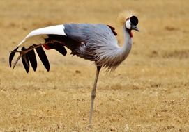 gray crowned crane in wild, tanzania