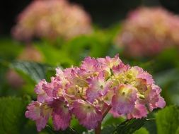 hydrangea flowers in the rainy season