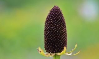 bloom of exotic flower