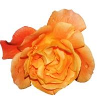 orange blossom on a white background
