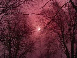 red sky over the forest during sunset