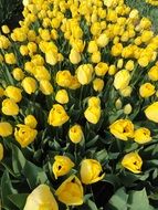 closeup photo of lot of yellow tulips at flower bed