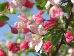 crab apple pink bloom pretty closeup