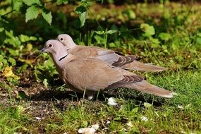 collared pigeons couple cute portrait