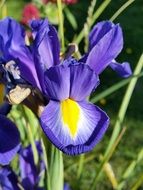 iris blue flower nature summer