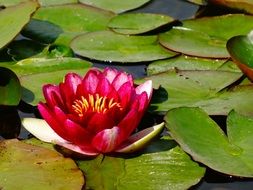 blooming lily plants in pond closeup