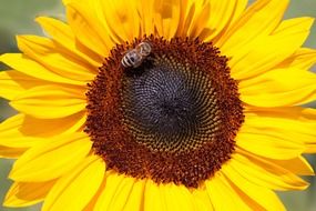 bee on a sunflower