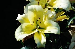 garden plant with yellow flowers