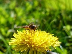 flower fly on a yellow dandelion at blurred background