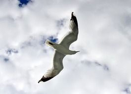 seagull flies under white clouds in the sky