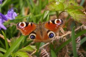 beautiful and delightful peacock butterfly