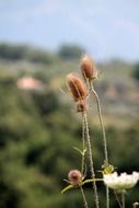 blooming thistle in the field