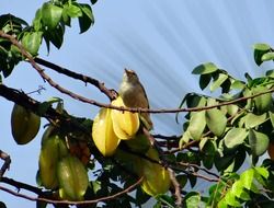 warbler on a tree branch in india