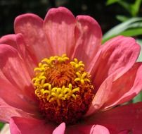 flower Blossom with yellow center