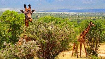 giraffes in Kenya, Africa