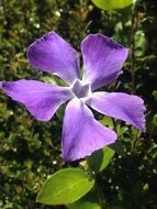 closeup picture of purple convolvulus flower
