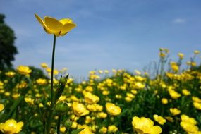 yellow buttercup outdoors