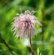 fluffy flower on alpine meadow