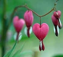 bewitching pink heart