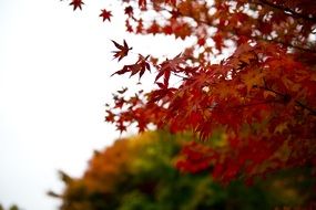 closeup photo of autumn red leaves